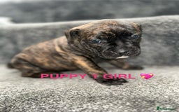 Staffordshire Bull Terrier dogs for sale: 4 staffy pups  - Image 4