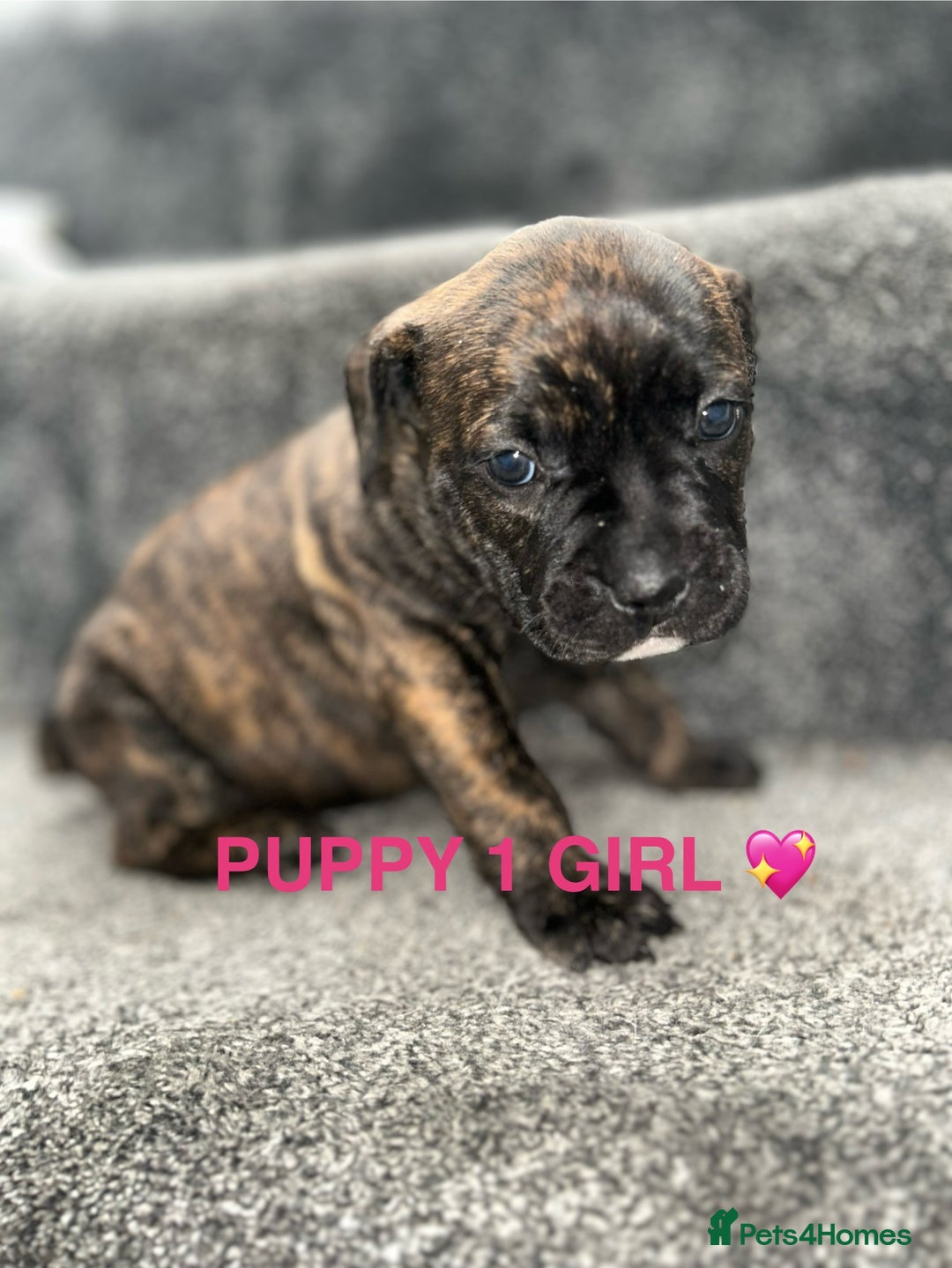 Staffordshire Bull Terrier dogs for sale: 4 staffy pups  - Image 4