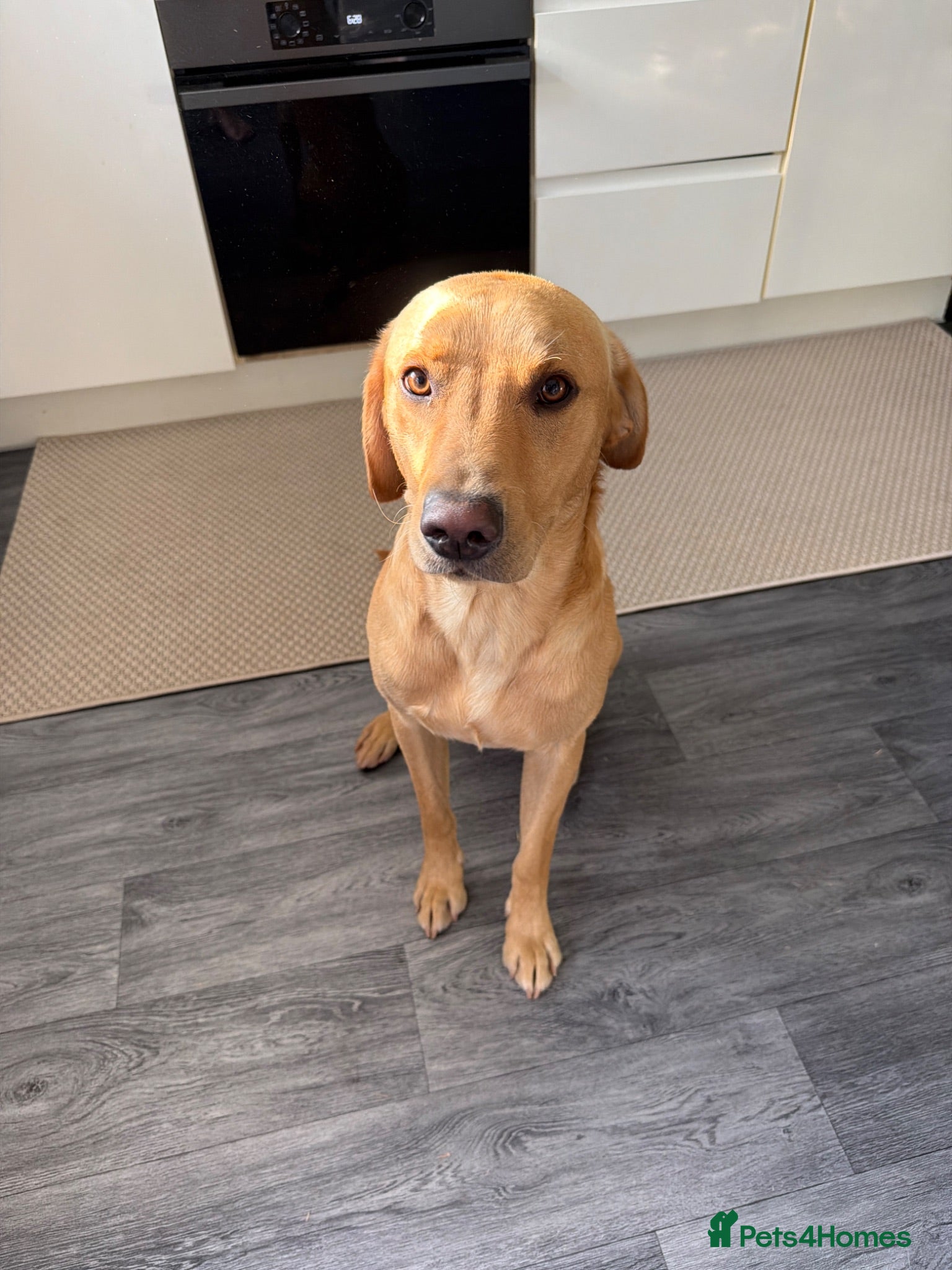 Labrador Retriever dogs Healthy Labrador Retriever Male Available for Stud - Advert 2