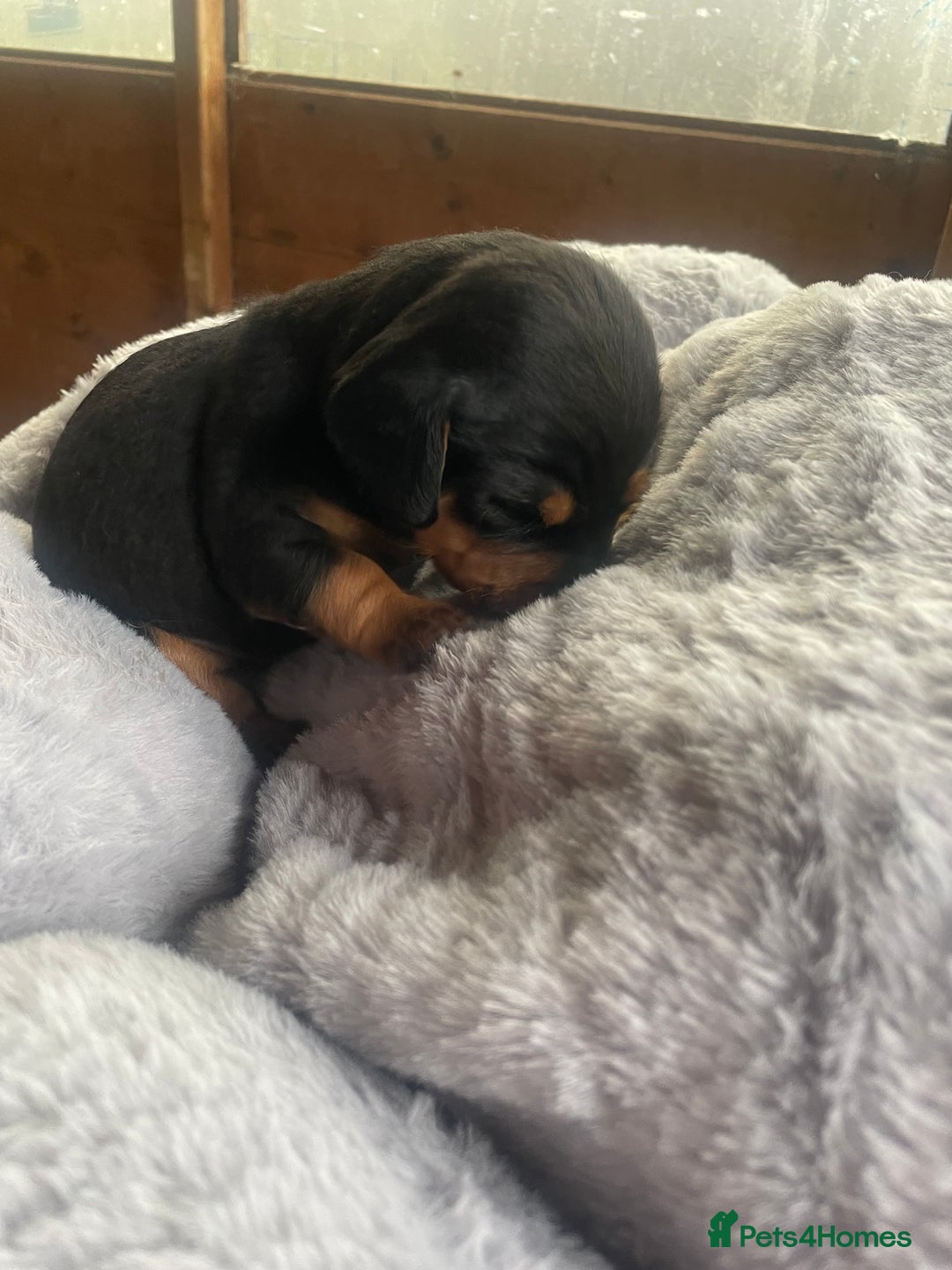 Mixed Breed dogs for sale: Doxie poo stunning puppies  - Advert 3
