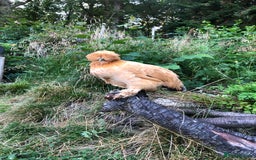 Chickens poultry for sale: Silkie x sablepoot pol hens  - Image 1