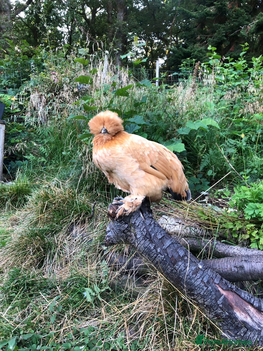 Chickens poultry for sale: Silkie x sablepoot pol hens  - Image 1
