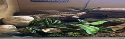 Snake reptiles for sale: 2025 female wildtype Western Hognose 66% Het Snow in Swansea - Advert 6