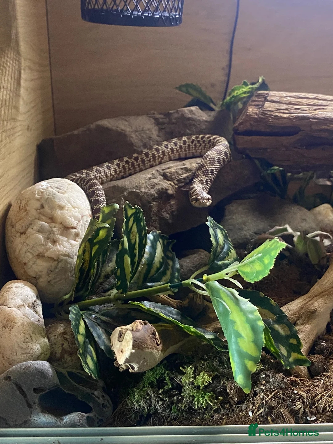 Snake reptiles for sale: 2025 female wildtype Western Hognose 66% Het Snow in Swansea - Advert 6