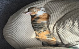 Mixed Breed cats for sale: Sweetest Kitten for sale  - Image 4