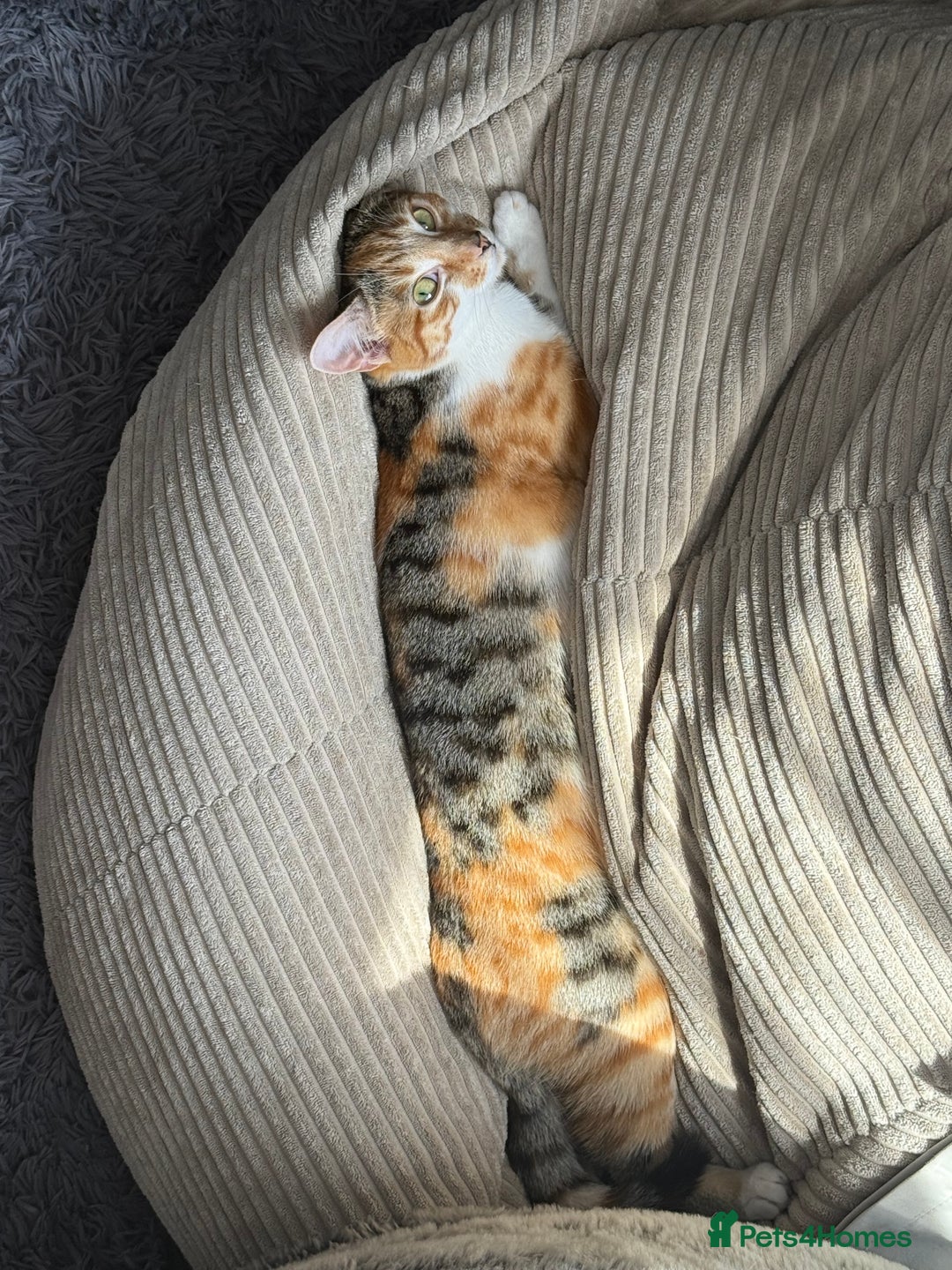 Mixed Breed cats for sale: Sweetest Kitten for sale  - Image 4