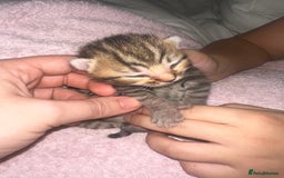 Bengal cats for sale: Stunning bengal x bsh kittens  - Advert 9