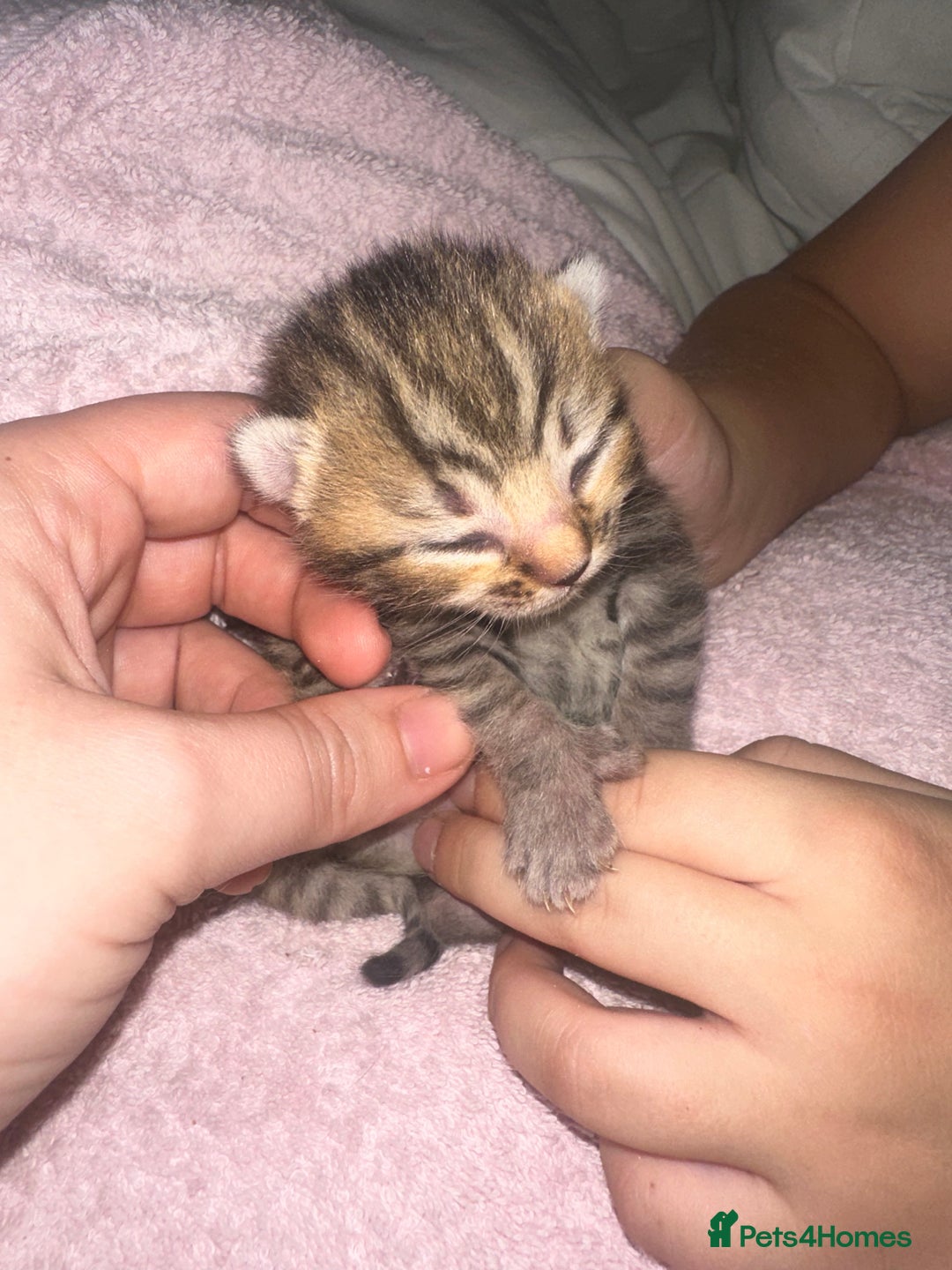 Bengal cats for sale: Stunning bengal x bsh kittens  - Advert 9