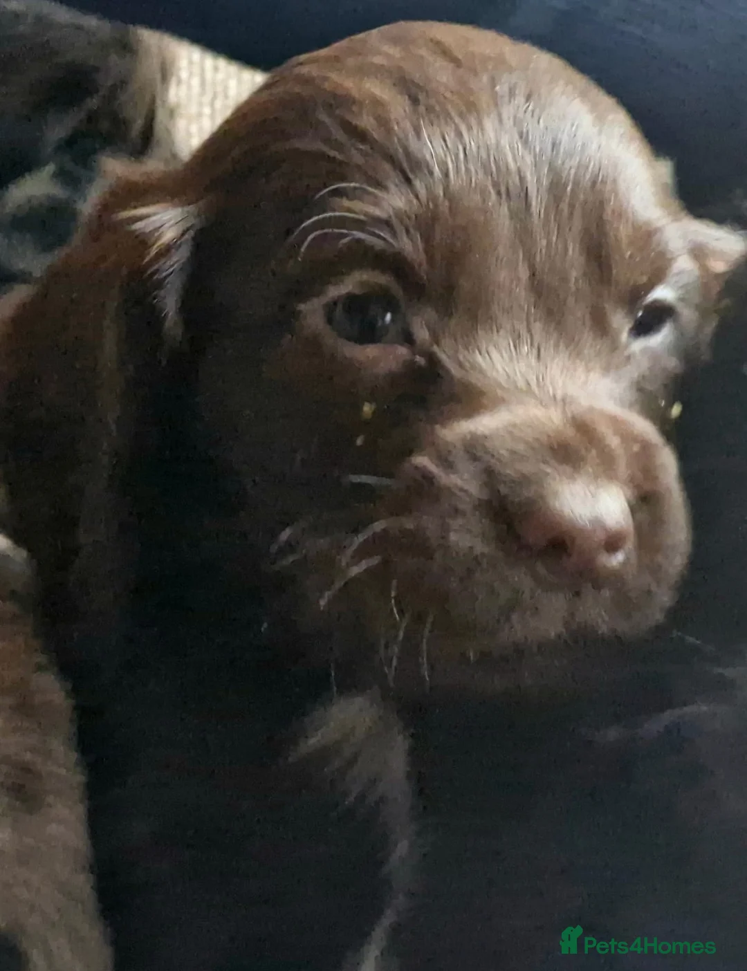 Cocker Spaniel dogs for sale: Mixed litter of Cocker Spaniel puppies  - Advert 32