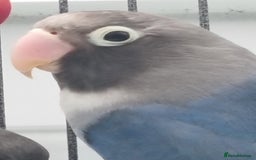 Lovebirds birds for sale: Blackmasked baby lovebird for sale.  - Advert 6