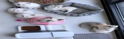 Ragdoll cats for sale: Beautiful ragdoll kittens  - Advert 4
