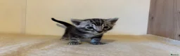 Bengal cats for sale: Pedigree Tica Bengal Kittens - Advert 17