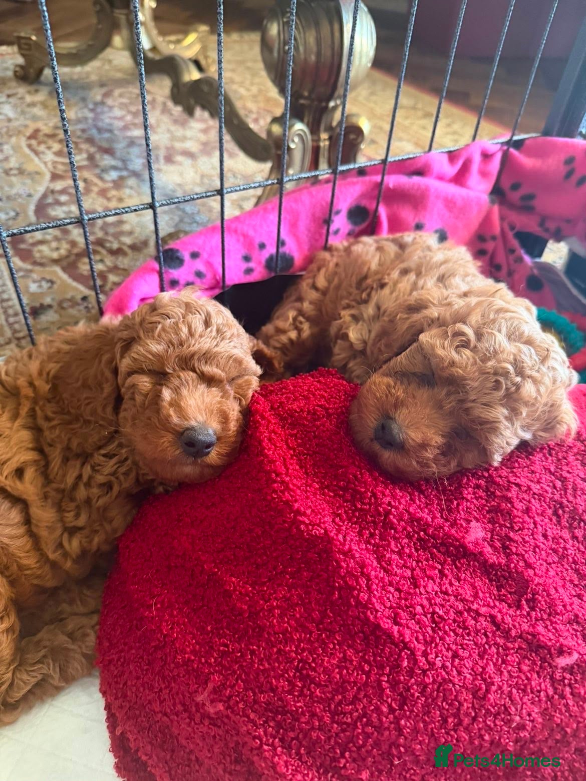 Miniature Poodle dogs 2 beautiful red  miniature poodle girls  - Advert 1