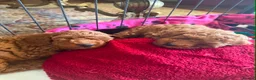 Miniature Poodle dogs for sale: 2 beautiful red  miniature poodle girls  - Advert 3