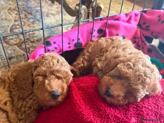 Miniature Poodle dogs 2 beautiful red miniature poodle girls - Advert 2