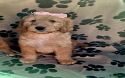 Goldendoodle dogs for sale: Gorgeous standard goldendoodle pups. - Image 19