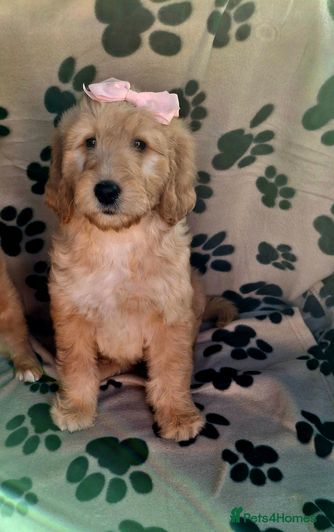 Goldendoodle dogs for sale: Gorgeous standard goldendoodle pups. - Image 19