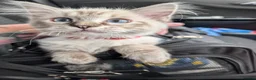 Ragdoll cats for sale: Ragdoll Kitten  in Bridgwater - Advert 4