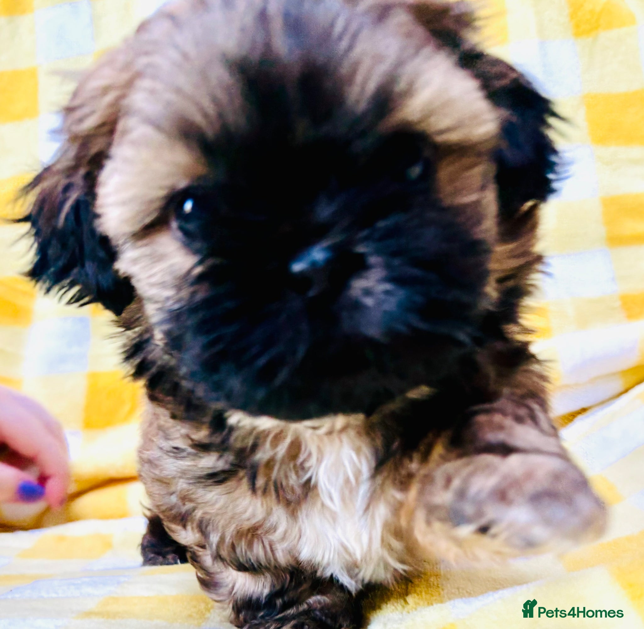 Shih Tzu dogs Beautiful KC Reg boy puppy - Advert 1