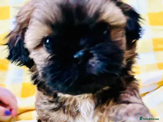 Shih Tzu dogs Beautiful KC Reg boy puppy - Advert 6