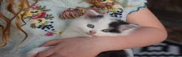 Mixed Breed cats for sale: 3 FLUFFIEST black & white kittens! 2 female 1 male - Advert 3