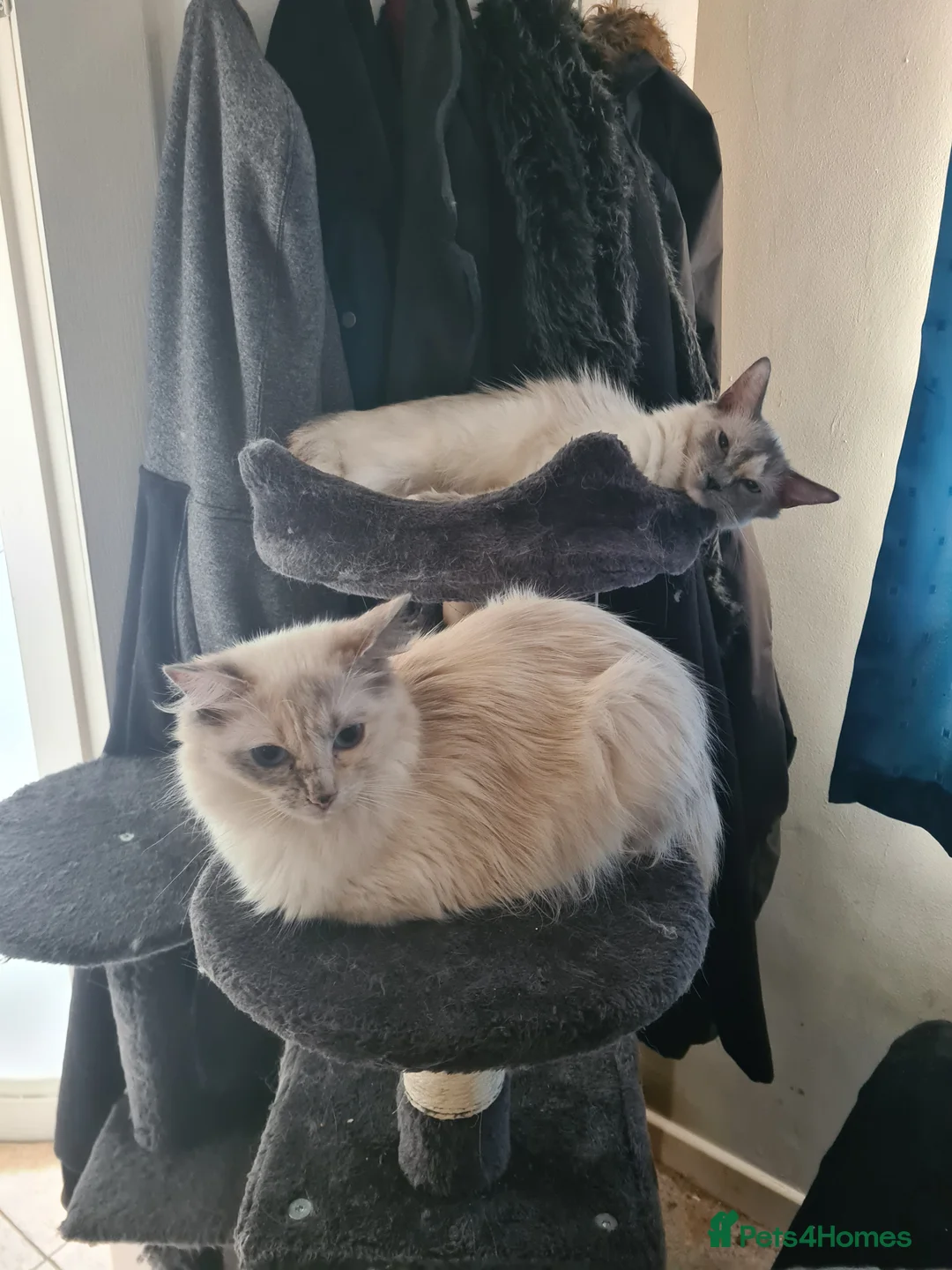 Mixed Breed cats for sale: Two Cats For Sale in Rugeley - Advert 2