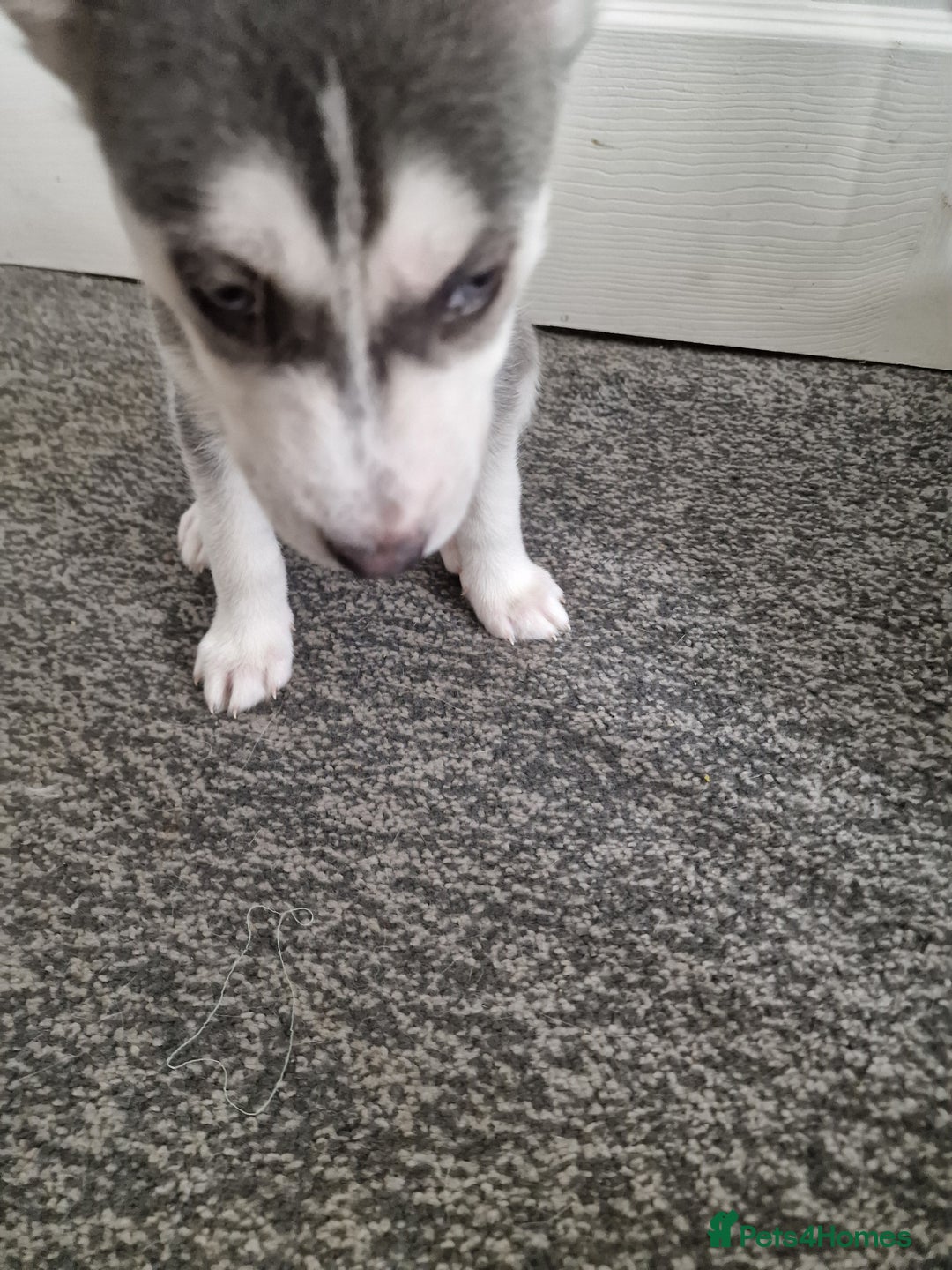 Siberian Husky dogs for sale: 4 lovely husky puppies for sale  - Image 17