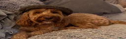 Cockapoo dogs for sale: 🐾 Cockapoo Puppies Due 8th November! ❤️ 🐾 in Ruardean - Advert 8