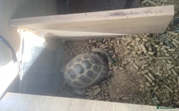 Tortoise reptiles for sale: 2 x horse field tortoises  - Image 2
