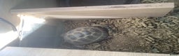 Tortoise reptiles for sale: 1x horse field tortoise - Advert 2