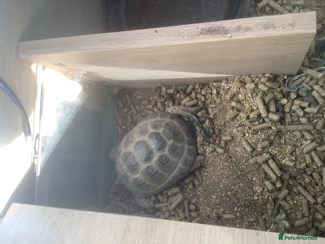 Tortoise reptiles for sale: 2 x horse field tortoises  - Image 2