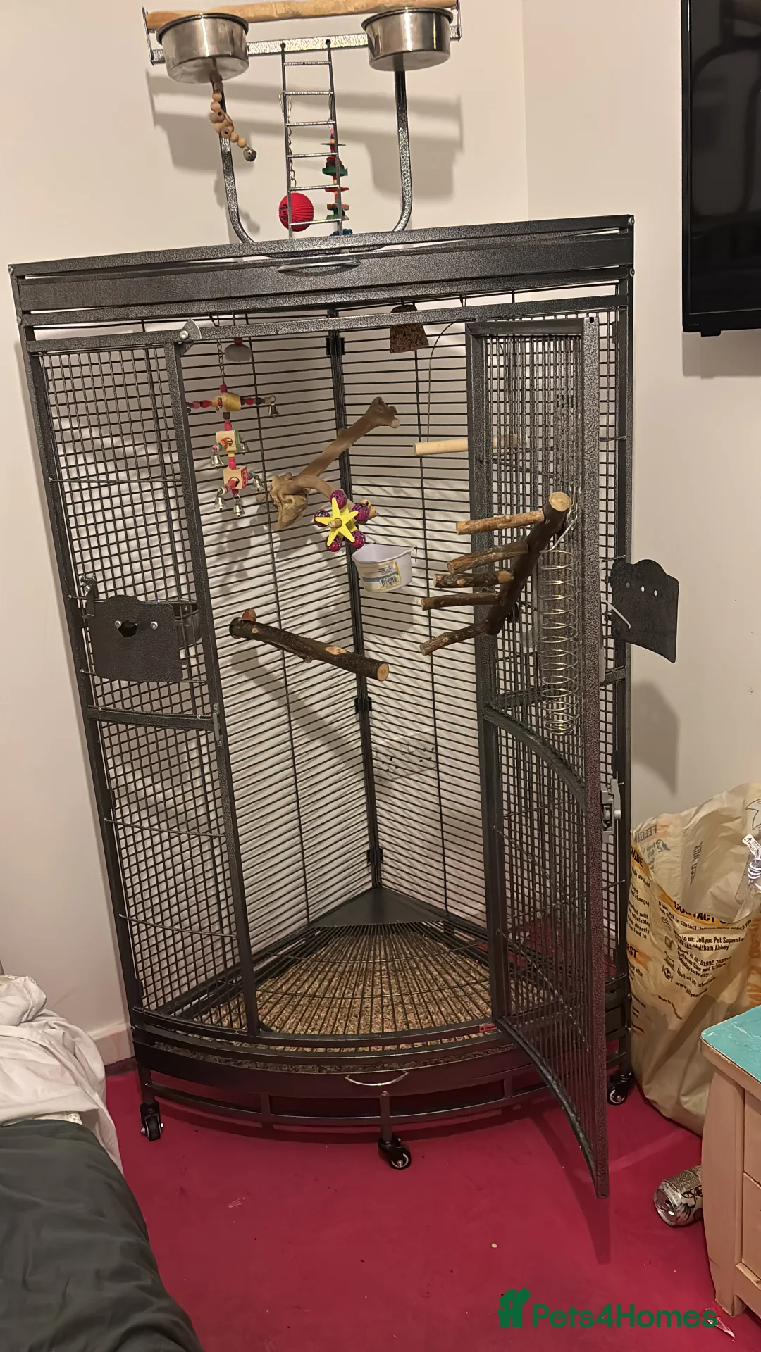 Cockatiels birds for sale: Female bird  - Advert 5