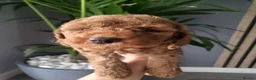 Miniature Poodle dogs for sale: KC Registered miniature poodle  - Advert 26
