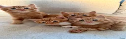 Mixed Breed cats for sale: Beautiful fluffy ginger kittens  - Advert 1