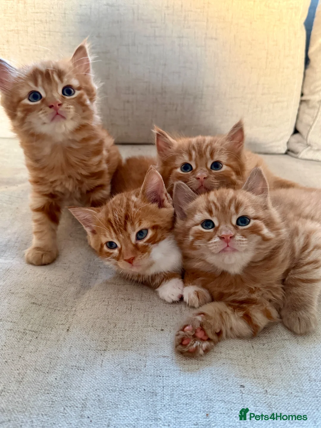 Mixed Breed cats for sale: Beautiful fluffy ginger kittens  - Advert 1