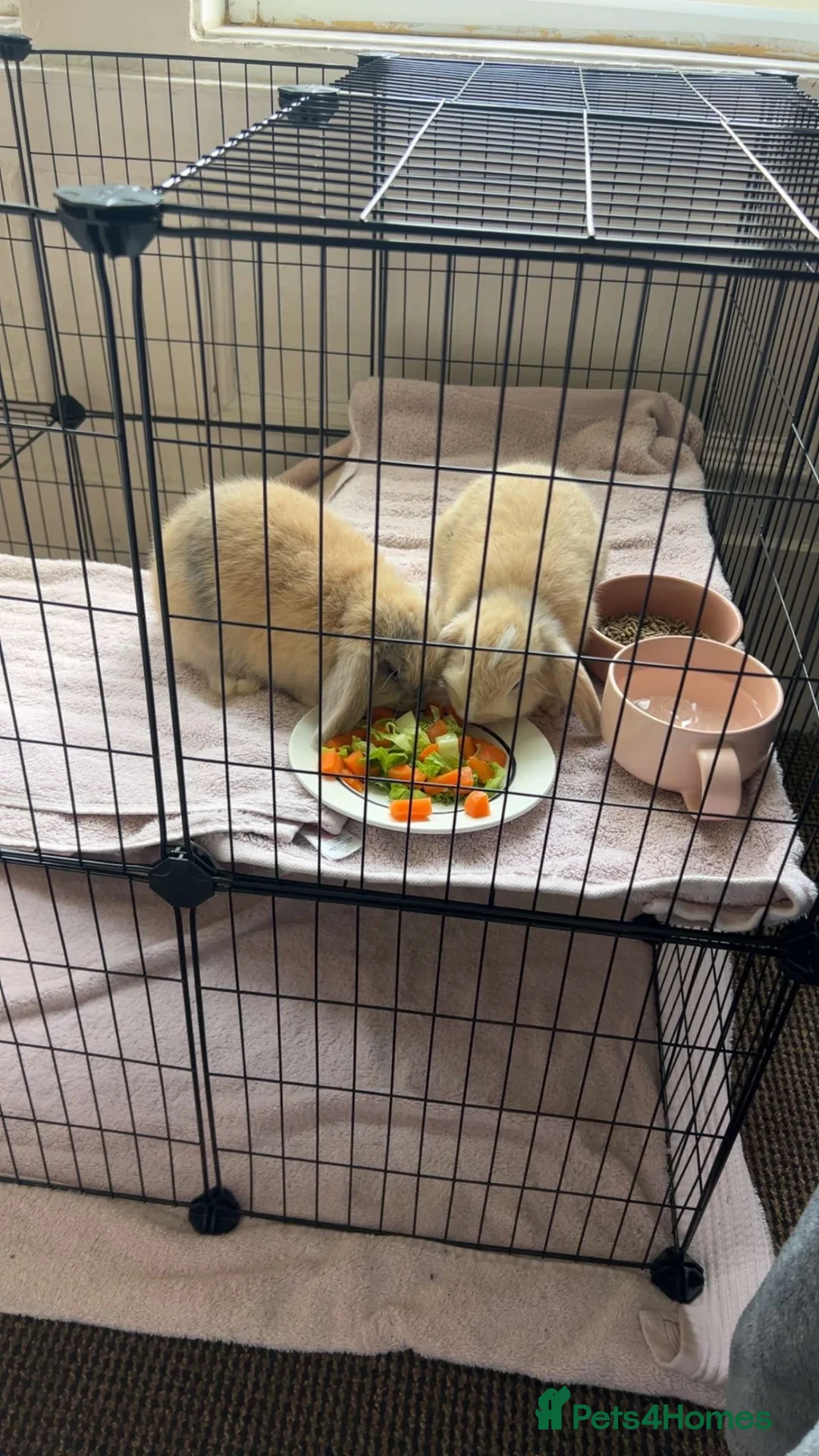 Mini Lop rabbits for sale: Female Mini Lops (Pair) in Newcastle upon Tyne - Advert 2