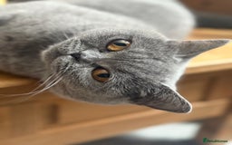 British Shorthair cats for sale: Lilac bsh female  - Image 11