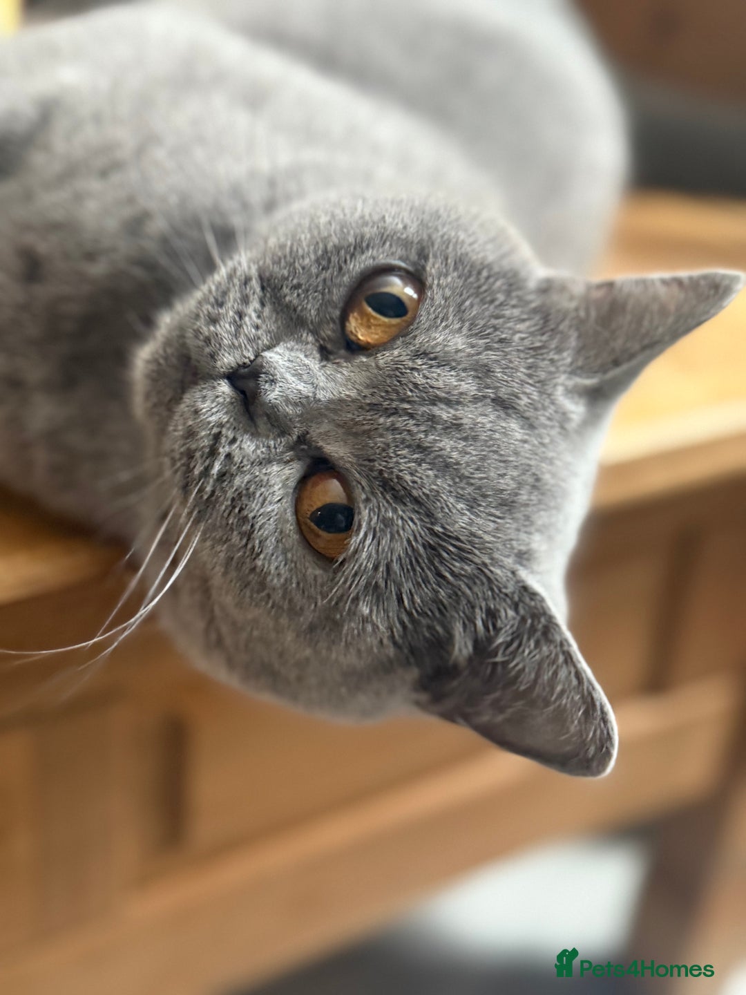 British Shorthair cats for sale: Lilac bsh female  - Image 11