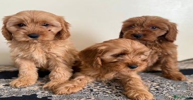 Cavapoo dogs - Advert 6