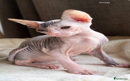Sphynx cats for sale: Donskoy Sphynx Kittens - Image 29
