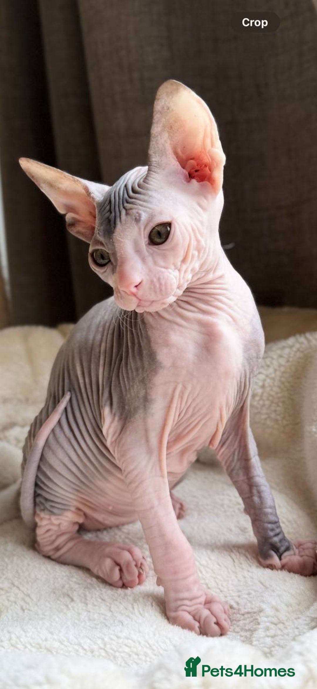 Sphynx cats for sale: Donskoy Sphynx Kittens - Image 29