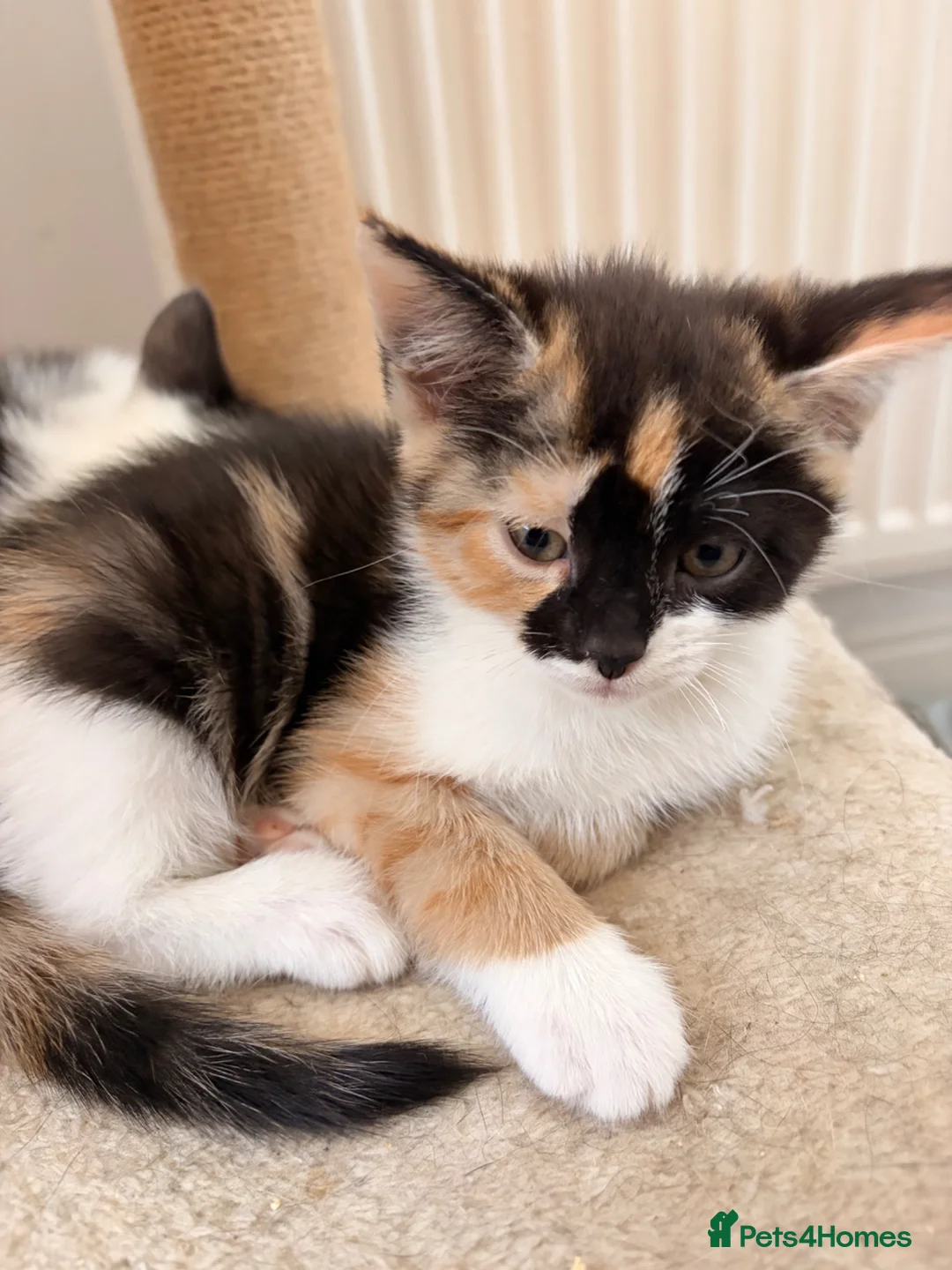 Mixed Breed cats for sale: Beautiful kittens - Advert 1