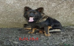 German Shepherd dogs for sale: German shepherd  - Image 16
