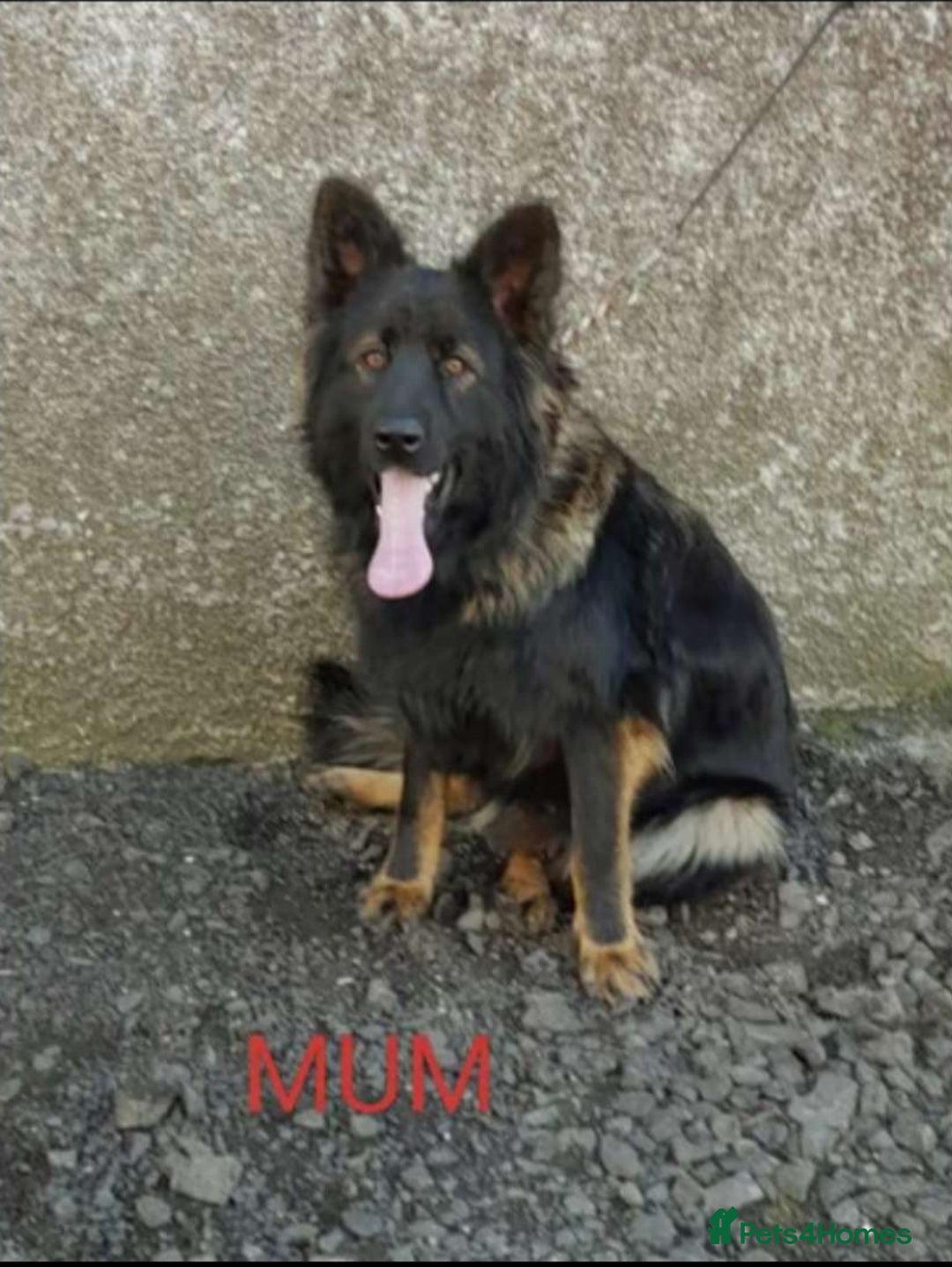German Shepherd dogs for sale: German shepherd  - Image 16
