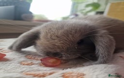 Mini Lop rabbits for sale: 4 Mini lop rabbits available  - Image 10