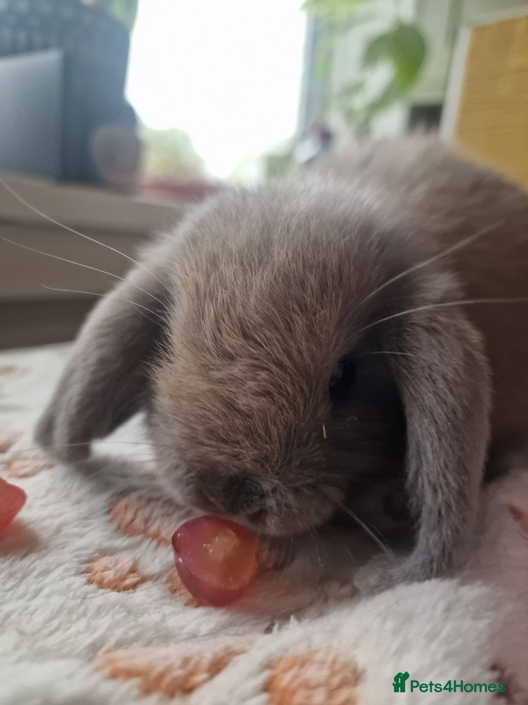 Mini Lop rabbits for sale: 4 Mini lop rabbits available  - Image 10