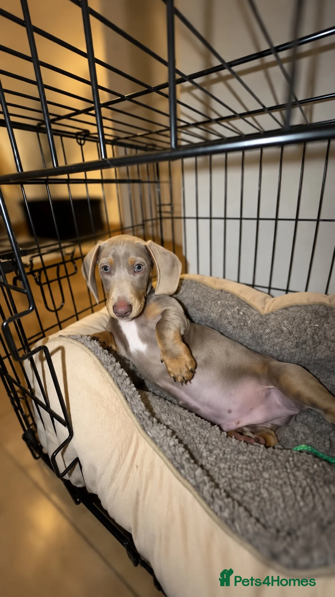 Dachshund dogs for sale: Daschund boy  - Advert 2