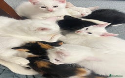 Turkish Angora cats for sale: Adorable 8-Week-Old Kittens Ready Now 🐾 - Image 4
