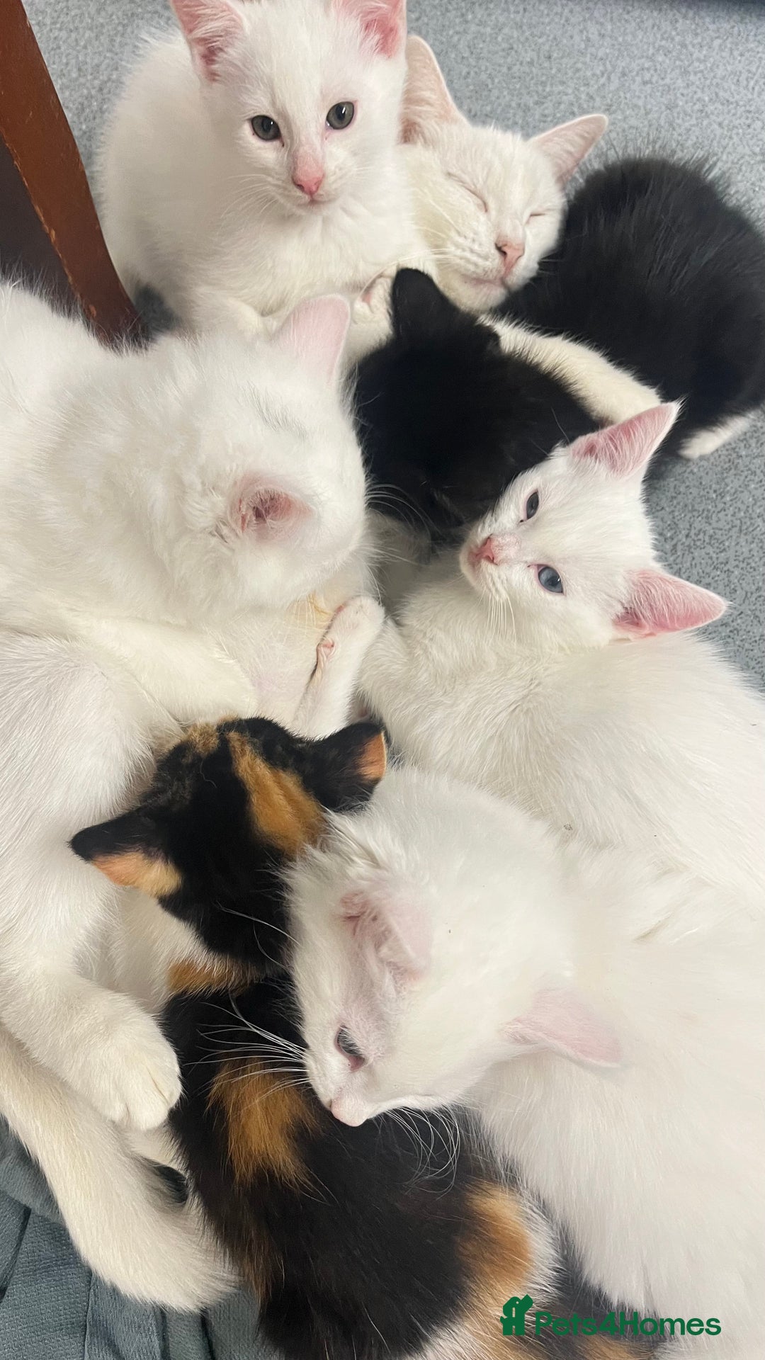 Turkish Angora cats for sale: Adorable 8-Week-Old Kittens Ready Now 🐾 - Image 4