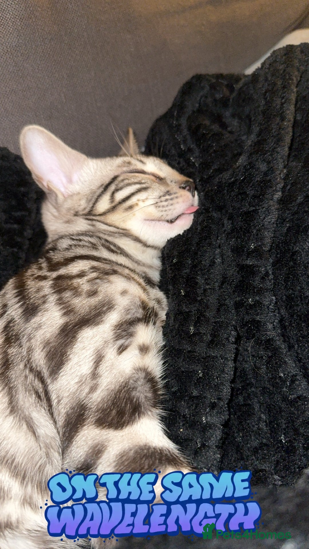 Bengal cats for sale: Silver rosetted Bengal🐆❤️ - Image 5